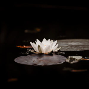Seerose